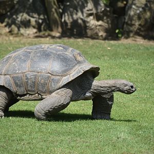 Aldabra giant tortoise, Aldabrachelys gigantea