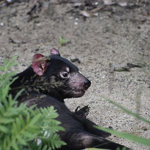 Tasmanian devil, Sarcophilus harrisii