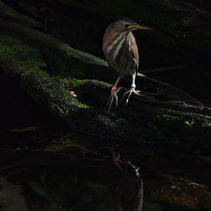 Common little bittern (Ixobrychus minutus) and reflection
