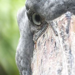 Shoebill, Balaeniceps rex