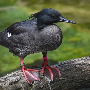 Brazilian merganser, Mergus octosetaceus