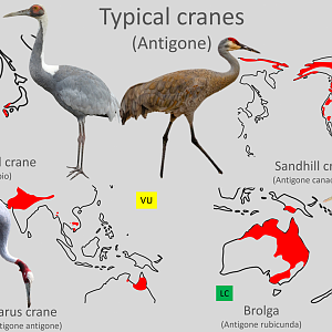 Typical cranes (Genus Antigone) distribution maps