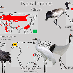 Typical cranes (Genus Grus) distribution maps