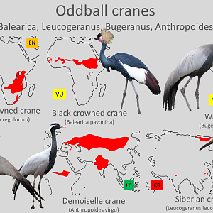 "Oddball" cranes distribution maps