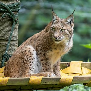 Eurasian lynx, ZSL Whipsnade, UK