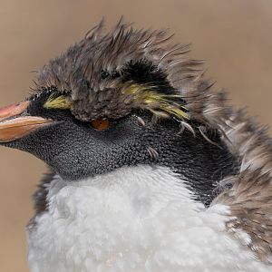 Rockhopper penguin juvenile, ZSL Whipsnade, UK