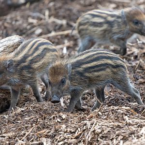 Visayan warty piglets, ZSL Whipsnade, UK