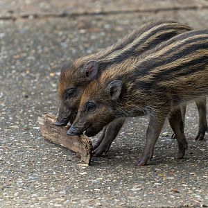 Visayan warty piglets, ZSL Whipsnade, UK