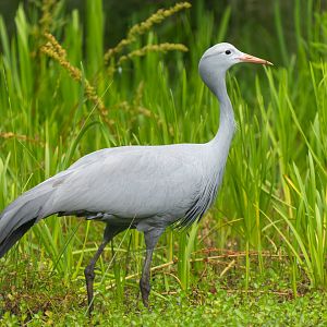 Blue crane, ZSL Whipsnade, UK