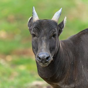 Lowland Anoa (f), ZSL Whipsnade, UK