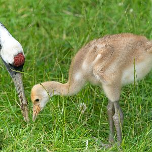 Red crowned crane chick, ZSL Whipsnade, UK