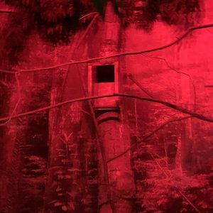 Screech Owl Birds World