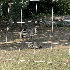 Zebra mom and baby