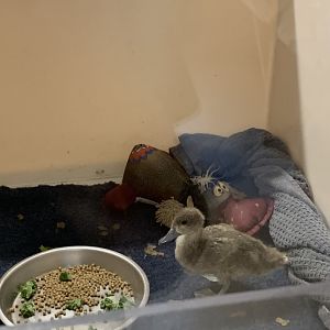 Duckling in nursery