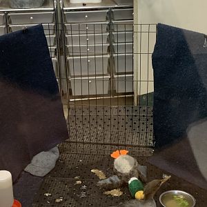 Merganser in nursery