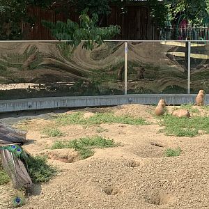 Prairie Dogs and peacock