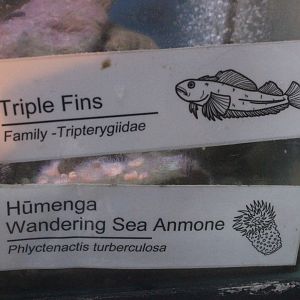 New signage: Triplefin and Wandering Anemone