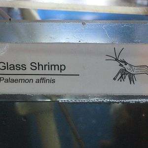 New signage: Shrimp (Palaemon affinis)