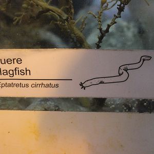 New signage: Hagfish (Eptatretus cirrhatus)