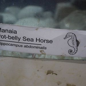 New signage: Seahorse (Hippocampus abdominalis)