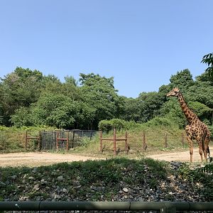 Masai Giraffe