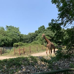 Masai Giraffe