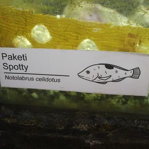 New signage: Spotty (Notolabrus celidotus)