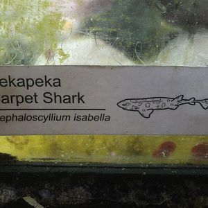 New signage: Catshark (Cephaloscyllium isabellum)