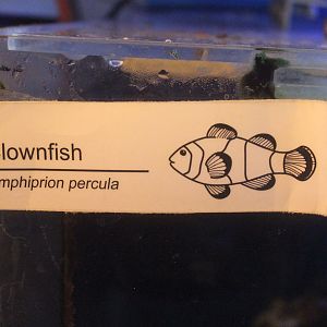 New signage: Clownfish (Amphiprion sp.)
