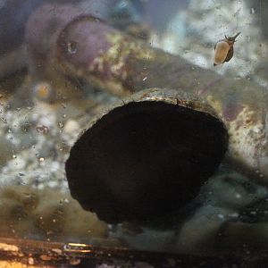 Haliotis iris, with a whelk