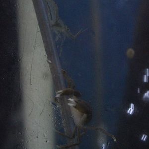 Palaemon affinis, with a crab