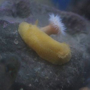 Nudibranch, anemone, and Tripterygiidae sp.