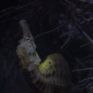 Hippocampus abdominalis