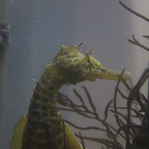 Hippocampus abdominalis