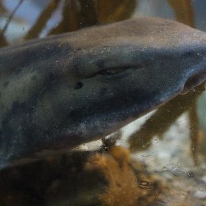 Cephaloscyllium isabellum