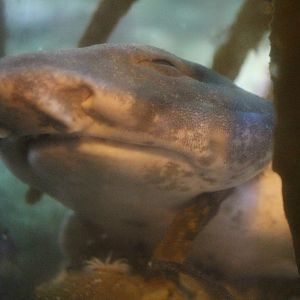 Cephaloscyllium isabellum