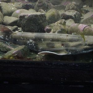 Cephaloscyllium isabellum