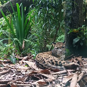 Tripod, the Clouded Leopard