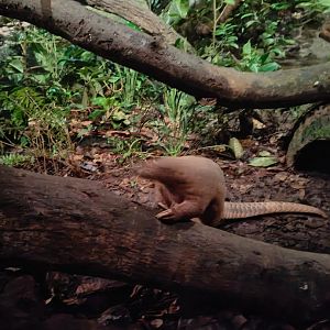 Sunda Pangolin