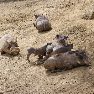 Common Warthog family- 11/4/2024