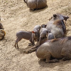 Common Warthog piglets- 11/4/2024