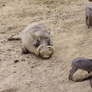 Common Warthog dad- 11/4/2024