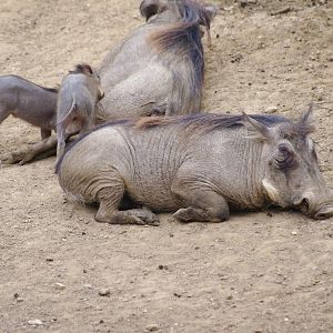 Common Warthogs- 11/4/2024