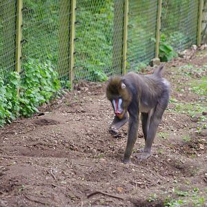 Mandrill- 11/4/2024