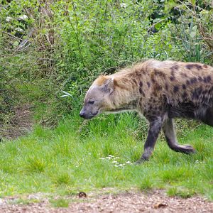 Spotted Hyena- 11/4/2024