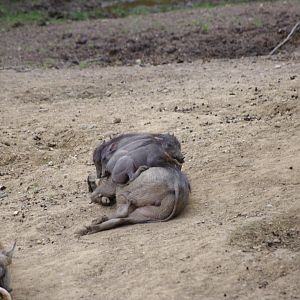 Common Warthog pile- 11/4/2024