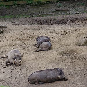Common Warthogs- 11/4/2024