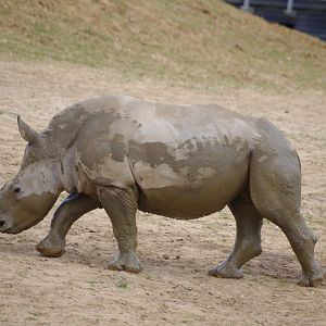 Dara- Southern White Rhino calf- 11/4/2024