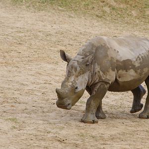 Dara- Southern White Rhino calf- 11/4/2024