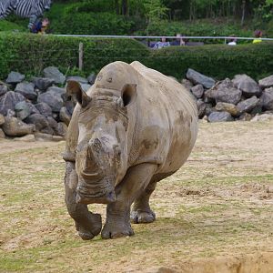 Emily- Southern White Rhino- 11/4/2024